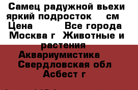 Самец радужной вьехи яркий подросток 15 см › Цена ­ 350 - Все города, Москва г. Животные и растения » Аквариумистика   . Свердловская обл.,Асбест г.